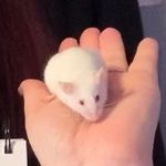 ralph - @ralph.pepperoni - Instagram
