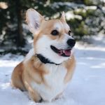 Sgt. Ralph Pepper - @ralph__official - Instagram