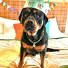 Ralph - @ralph__rottie - TikTok