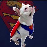 Ralph Potter - @ralph.potterdog - Instagram