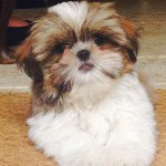 Ralph Power - @ralphthetzu - Instagram