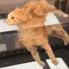 boobathemodeler - @ralph.the.raper - TikTok