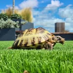 Raphael the Tortoise - @ralphrenovatesahouse - Instagram
