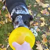 Ralphie - @ralphie.resnick - TikTok