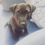 Ralph Rhodes - @me_ralph_the_dog - Instagram