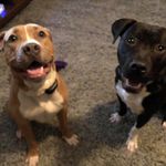 Riggs&Ralph - @wreckitralph_riggsthepig - Instagram