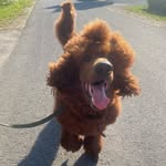 Ralfas - @ralph_royal_poodle - Instagram
