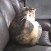 Ralph Roy - @ralph.roy0 - TikTok