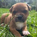 Ralph - @royal_ralph_3196 - Instagram