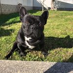 Ralph Royal Shaklands Marchand - @_.ralphounet._ - Instagram
