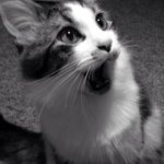 Ralph Neville Sargent Eliason - @ralphneville_thecats - Instagram