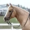 horselovers034 - @shankralph - TikTok