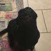 I luv DOGGIES - @ralphieshelton - TikTok