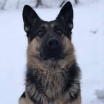 @german_shepherd_ralph - Instagram