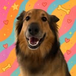 RALPH | German Shepherd x Rough Collie (Shollie) - @keeping.up.with.ralph - Instagram