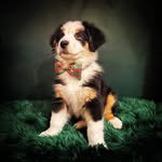 Ralph ✰ - @ralphtheaustralianshepherd - Instagram