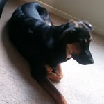 Ralph Doberman Shepherd - @ralphdobermanshepherd - Instagram