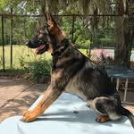 Ralph German Shepherd Dog - @stinkyman_ralph - Instagram