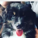 Ralph our Aussie Shepherd - @ralphaussieshepherd - Instagram