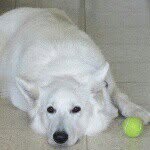 Ralph - @ralph_the_white_shepherd - Instagram