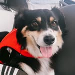 Ralph the Aussie Shepherd | Sea Dog - @ralph_unleashed - Instagram
