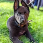 RALPH THE GERMAN SHEPHERD - @ralph_the_wolf - Instagram