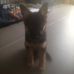 Ralph The German Shepherd - @ralph_the_german_shepherd - Instagram
