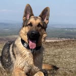 Ralph The German Shepherd - @ralph.the.sherman.gepherd - Instagram