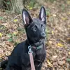 Ralph the German Shepherd 🐶 - @ralphthewolf_ - TikTok