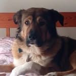 Ralph The Half-Breed Shepherd - @ralphthehalfbreedshepherd - Instagram