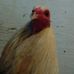 Ralph Short - Facebook
