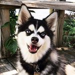 Ralph 🐾 - @pomskyralphsky - Instagram