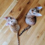 Ralph & Skygge - @ralphogskygge - Instagram