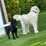 Ralph and sky - @ralph_and_sky - Instagram