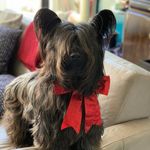 Ralph the Skye Terrier - @ralphtheskye - Instagram