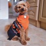 R A L P H - @ralphthesmallreddog - Instagram