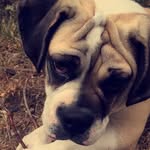 Ralph Small - @bully_ralph - Instagram