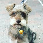 Small Ralph The Schnoodle - @small_ralph_schnoodle - Instagram