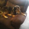 Online - @smiley.dog.ralph - TikTok