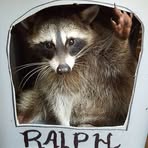 Ralph Snipes - Facebook