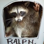 Ralph Snipes - @wvtrashpanda - Instagram