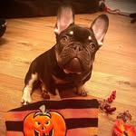 Ralph - @ralph.sonof_roscoe - Instagram