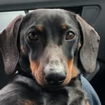 Ralph - @ralph_son_of_alf - Instagram