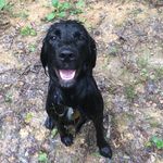 Ralph the Spangold - @ralph_the_spangold - Instagram