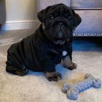 @ralphspencer_englishbulldog - Instagram
