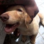 Ralph - @ralph_spinelli_ - Instagram