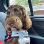 🐾 Ralph 🐾 - @ralph_springerdoodle - Instagram