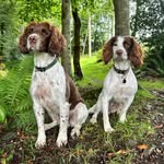 Luna & Ralph - @luna_ralph_springer_adventures - Instagram