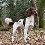 Ralph 🐾❤️ - @ralph.the.springer.spaniel - Instagram