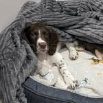 Ralph Connell - @ralphthespringerspaniel2024 - Instagram
